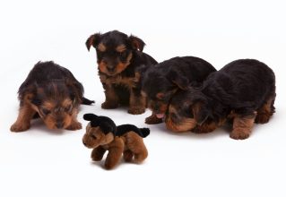 Dog ate part of best sale stuffed toy